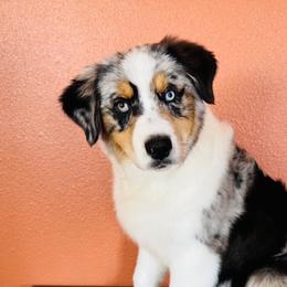 Amelya - Australian Shepherd