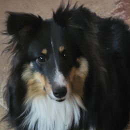 Fiona - Shetland Sheepdog