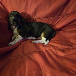 Basset Hound Puppies from Heathens Howe'nds