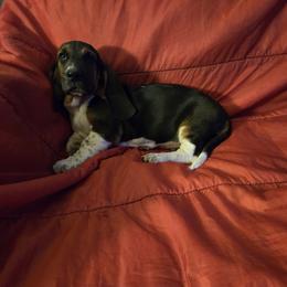 Basset Hound Puppies from Heathens Howe'nds