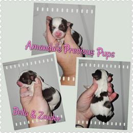 Mia - Chocolate, tan and white female Yorkshire Terrier puppy in Wartburg, Tennessee from Amanda's Precious Pups