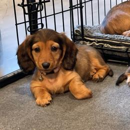 Light pink - Red female Dachshund puppy in Federal Way, Washington from TopTeckel Kennels