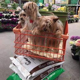 "Brain, Gadget and Widget Shopping" Biewer Terrier and Yorkshire Terrier All Grown Up from NorCal Terrier Kennel