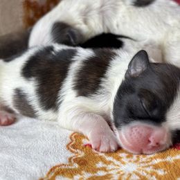 Copper - Tricolor male Shih Tzu puppy in Lakeland, Florida from Sunshine Shih Tzus