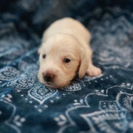 KAYCE - Cream male Dachshund puppy in Indiantown, Florida from Turquoise River Minature Dachshunds