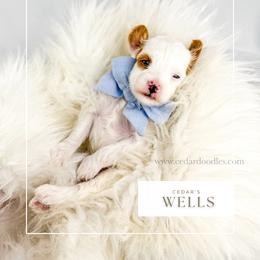 W E L L S - Red  male Goldendoodle puppy in Cedar City, Utah from Cedar Doodles- Home of the Teddybear Goldendoodle