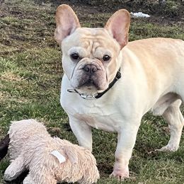 Cajun - French Bulldog