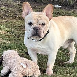 Cajun - French Bulldog