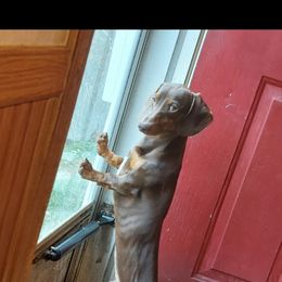 Copper - Dachshund