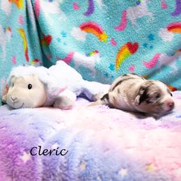 Cleric - Blue merle female Australian Shepherd puppy in Benton City, Washington from Eventide Australian Shepherds