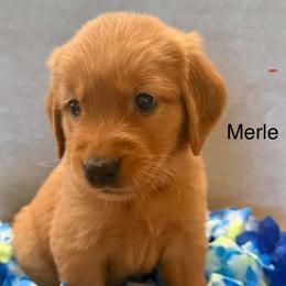 Merle - Dark golden male Golden Retriever puppy in Winnsboro, Texas from Crimson Golden Retrievers