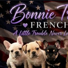 French Bulldogs from Bonnie Trouble Frenchies