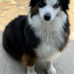 Miniature American Shepherds and Toy Australian Shepherds from Red Hawk Ranch Toy Aussies & Mini American Shephards