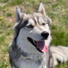 Siberian Huskies from Soulful Heart Siberians