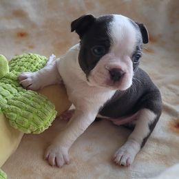 Chocolate - Seal and white Boston Terrier puppy in Katy, Texas from Mei's Boston Terriers
