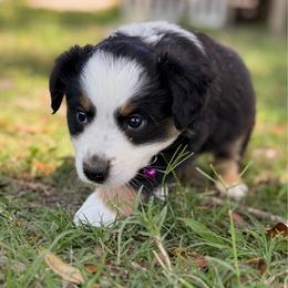 Lilo - Black tri female Toy Australian Shepherd puppy in Polk City, Florida from Skaky Shepherds