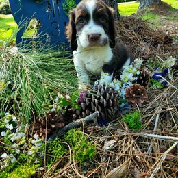 English Springer Spaniel Puppies from 31 Pines Springers & Retrievers