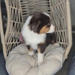 Junie - Red tri female Miniature Australian Shepherd puppy in Lincoln, California from Elegant Aussies
