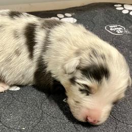 Blue boy - Blue merle male Australian Shepherd puppy in Cotati, California from Tried and True Aussies