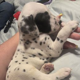 Boy 2 - White and black male Dalmatian puppy in Dothan, Alabama from Spoiledrottendals