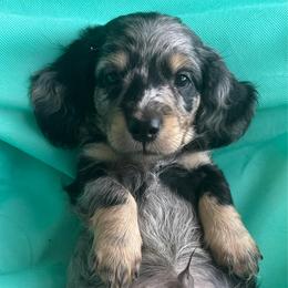 Splash - Dapple male Dachshund puppy in Bradenton, Florida from Leah’s Suncoast Doxies