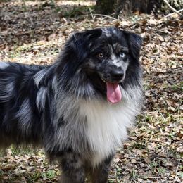 Forge - Miniature Australian Shepherd