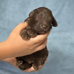 Mrs. Aimee - Chocolate female Assorted Doodle Crosses puppy in Kansas City, Missouri from Beary GoldenDoodles