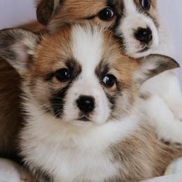 Pembroke Welsh Corgis from Monte Cristo Corgis