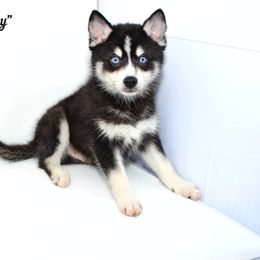 Lucky - Black and white male Pomsky puppy in Murfreesboro, Tennessee from Middle Tennessee Pomskies