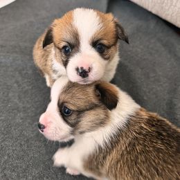 Pembroke Welsh Corgi All Grown Up from Fern Canyon Corgis