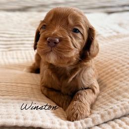Winston - Caramel red male Australian Labradoodle puppy in Nashville, Tennessee from SF Australian Labradoodles