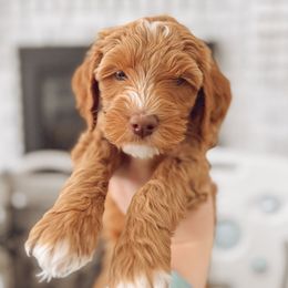 Goldendoodle Puppies from Summer Sun Doodles