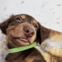 Dachshund Puppies from FureverFL