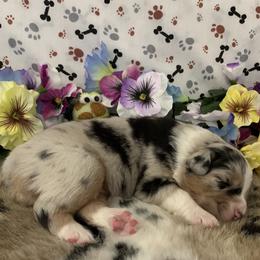 Australian Shepherd Puppies from Integrity Australian Shepherds