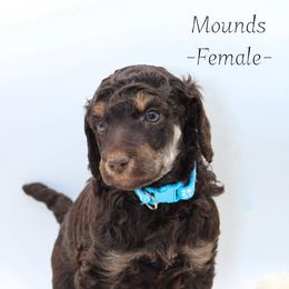 Mounds - Phantom female Poodle puppy in Mount Sterling, Kentucky from Curly Country Poodles