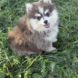 Summer - Blue female Pomsky puppy in Lewiston, Minnesota from Family Pomsky