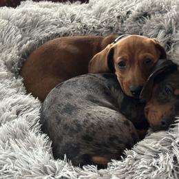 Dachshund Puppies from Golden Creek Farm