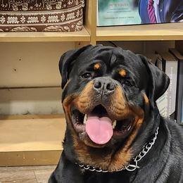 Rottweilers from Bro Bro Kennels LLC