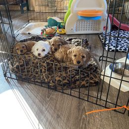 Cockapoo Puppies from Country J Canines