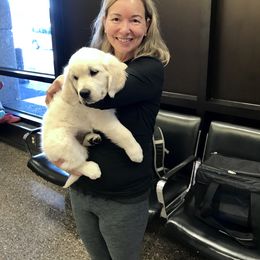 Golden Retriever Puppies from Dry Canyon Goldens