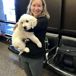 Golden Retriever Puppies from Dry Canyon Goldens
