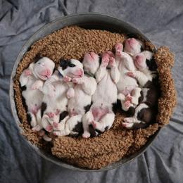 Saint Bernard Puppies from Shoen Saint Bernards