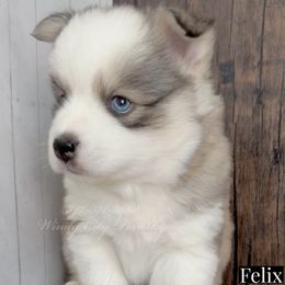Felix - Silver and white Pomsky puppy in Long Grove, Illinois from Windy City Pomsky