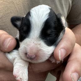 Boy 3 - Black and tan Pembroke Welsh Corgi puppy in Liberty, Tennessee from Taylor's Corgi's