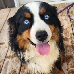 Miniature Australian Shepherds from Star B Cattle and Aussies
