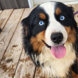 Miniature Australian Shepherds from Star B Cattle and Aussies