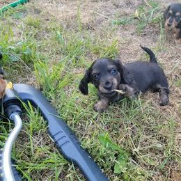 Dachshund Puppies from Hyder's Dachshunds