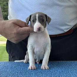 Boy 2 - Blue male Italian Greyhound puppy in Sugar Valley, Georgia from Pinnacle Farm and Kennel