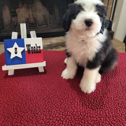 Bearded Collie Puppies from Lone Star Bearded Collies