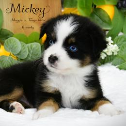 Mickey - Black & white male Australian Shepherd puppy in Ranger, Texas from Outback Mini Aussies
